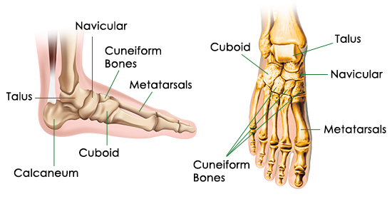 Foot Bones_Skeletal System